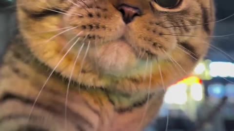 Does Your Cat's Curiosity Fade After 3 Months?