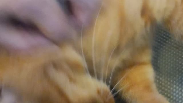 FAT River Cat Doing Yoga