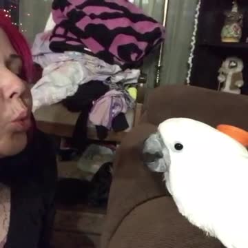 Cookithe cockatoo likes to play a game