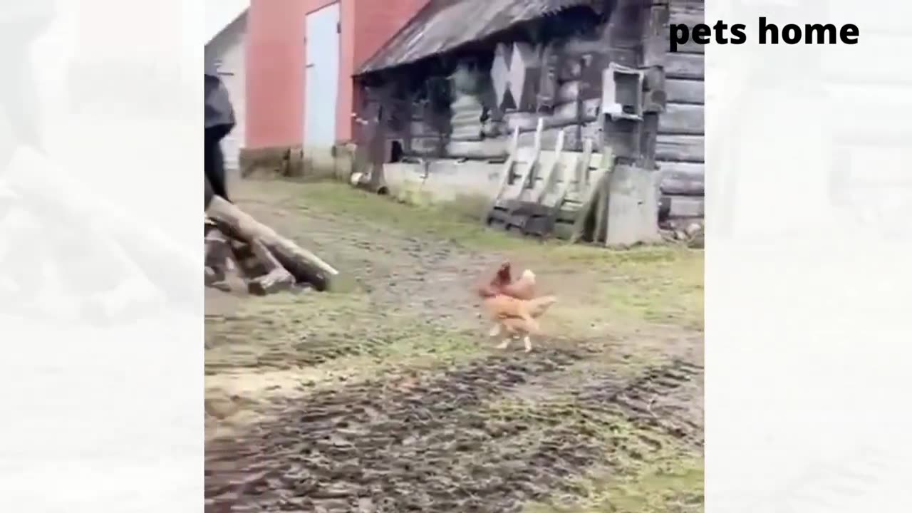 funny animal videos that will make you laugh