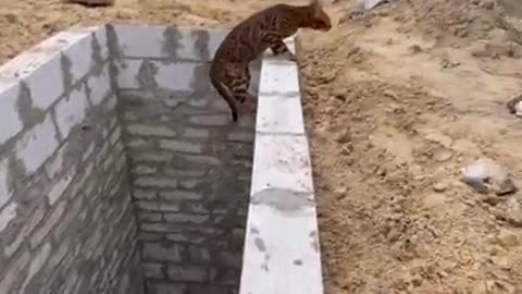 Cat makes an impressive jump to get out of a hole!.mp4