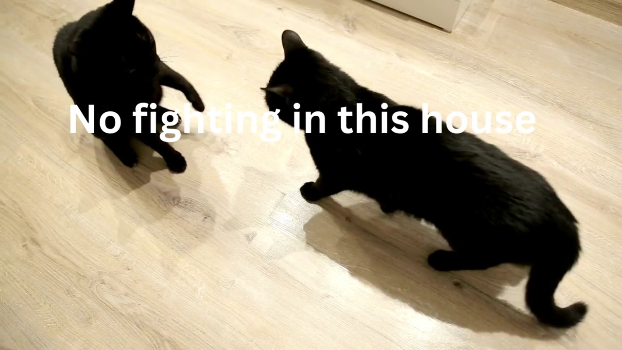 No fighting in this house