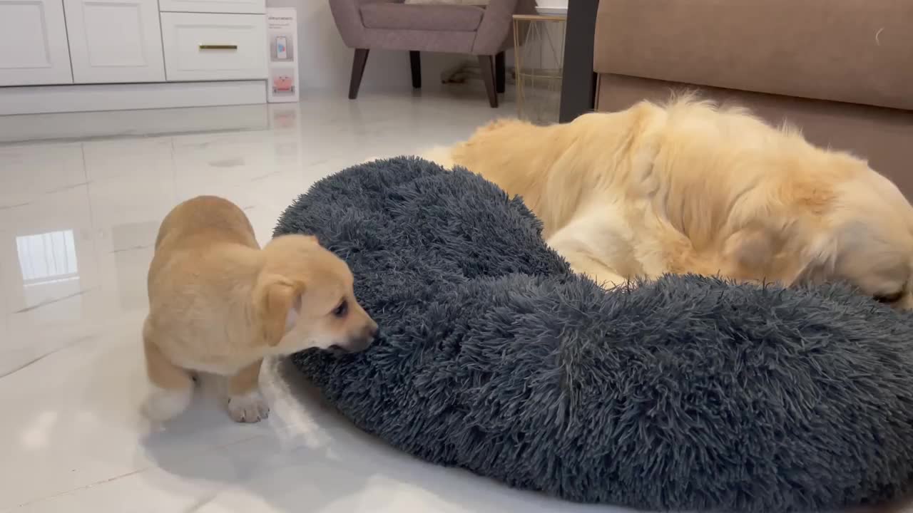 Golden Retriever doesn't want to share his bed with a Puppy