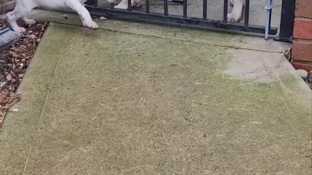 (Puppy play)meets a new friend...