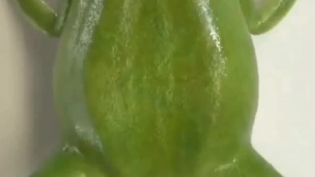 The magic of life purification