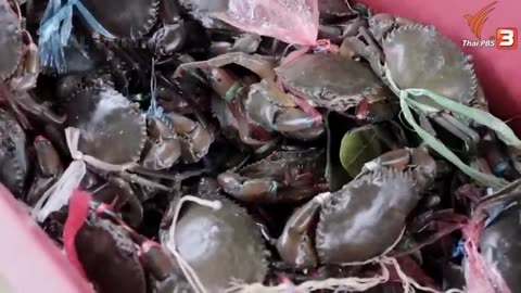 How to Millions of Mud Crab Farming in Box - Soft Shell Mud Crab Farming Technology in Asian