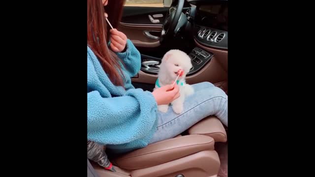 Funniest Animals - Best Of The 2021 Funny Animal Videos