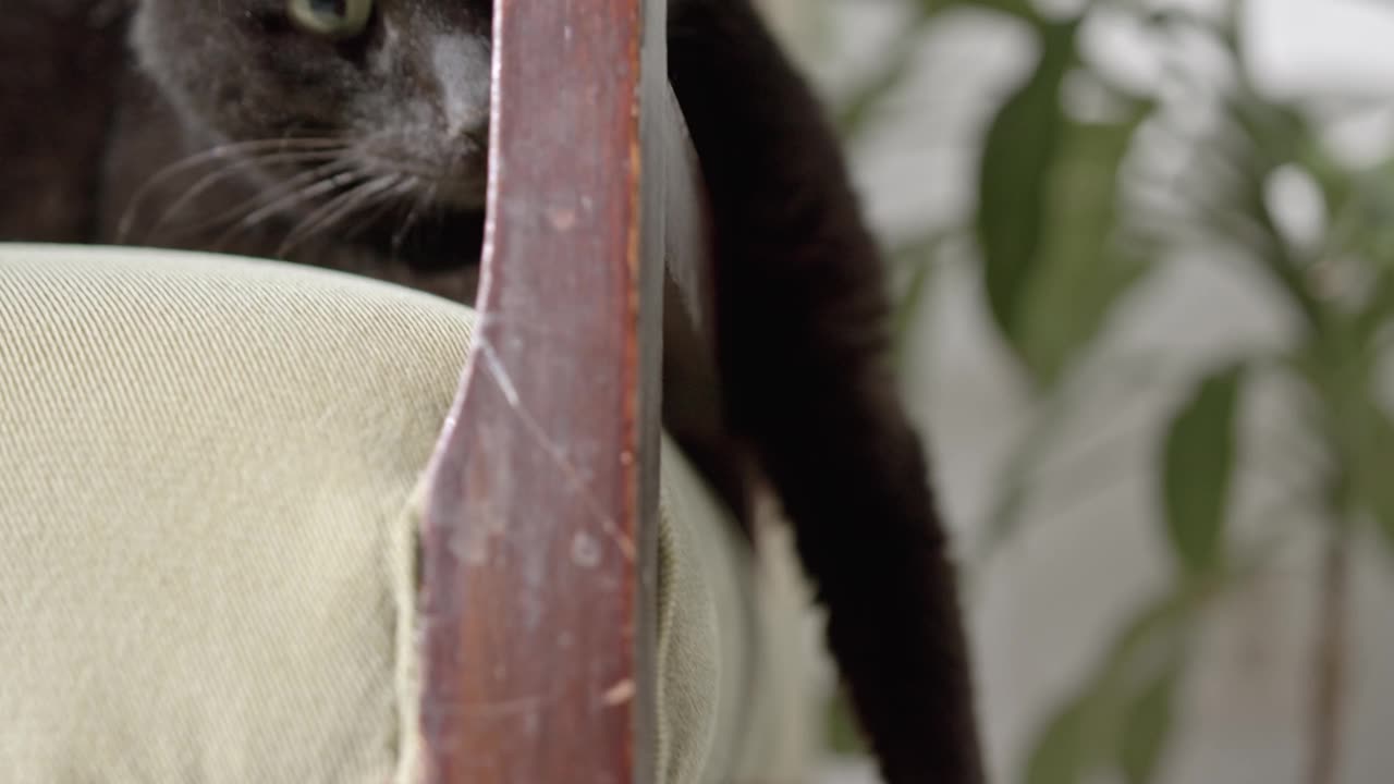 Beautiful cat playing with the kids