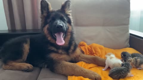 German Shepherd Puppy Reacts to Baby Kittens