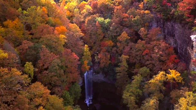 Beautiful forest trees in autumn