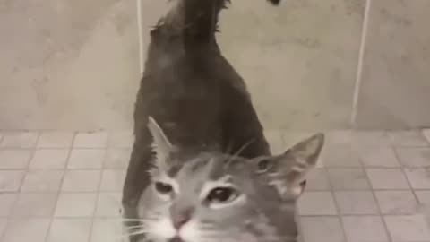 Cat having a shower 🚿