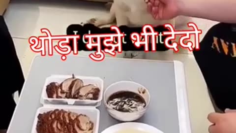 dog funny video