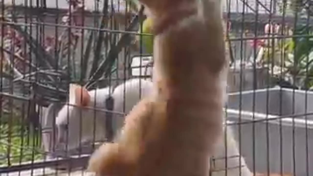 Funny Animal Videos 2023 π- Funniest Cats And Dogs Videos -- Animal Funny Moments -- Pet Hub12 πΊπ