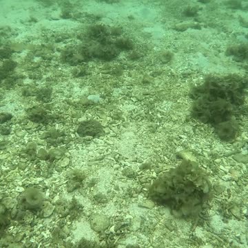 Snorkeling Day, The Reef is Coming Back Alive