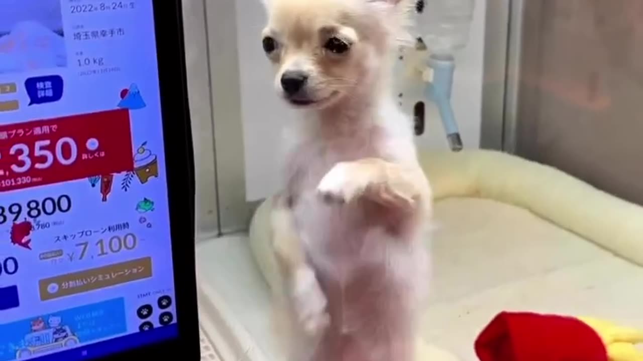 Little cute dog dancing funny video