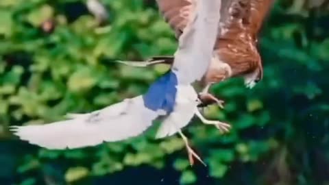 Airplane Birds strike caught on camera //😱🛬🔥 viral #reel