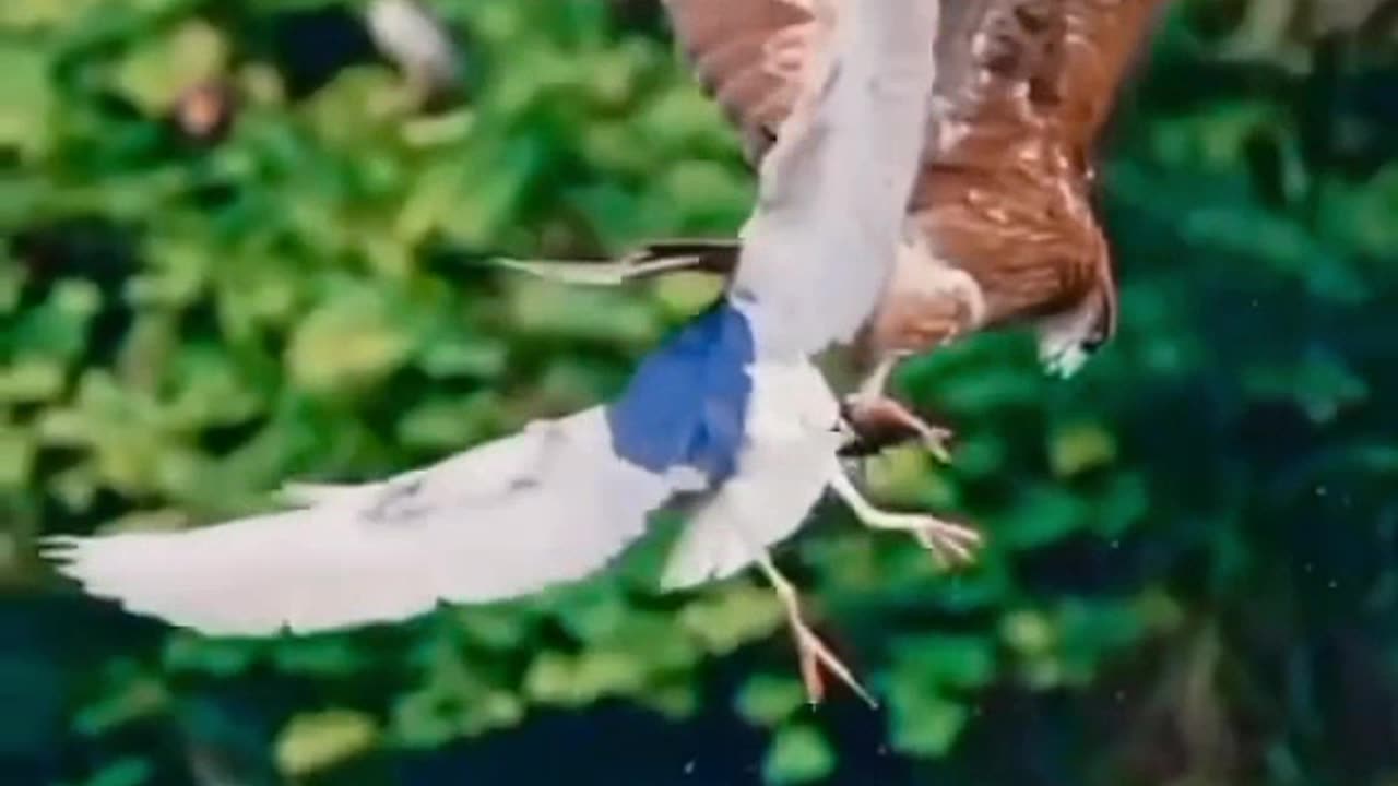 Airplane Birds strike caught on camera //😱🛬🔥 viral #reel