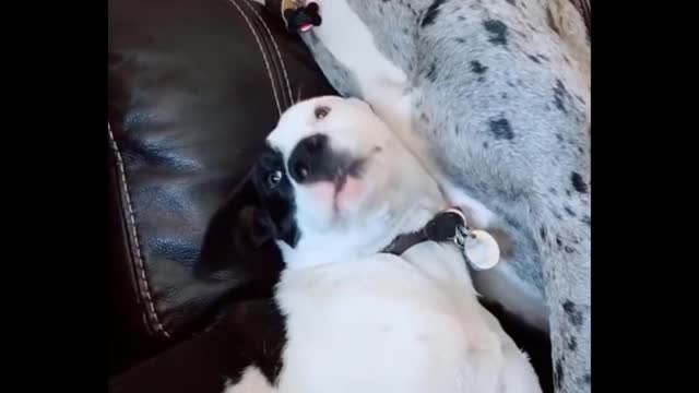Funny momnet with two dogs