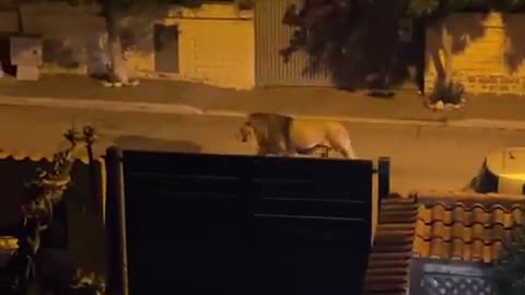 #Italy #Ladispoli People in Ladispoli flee to their cars at the sight of a lion.