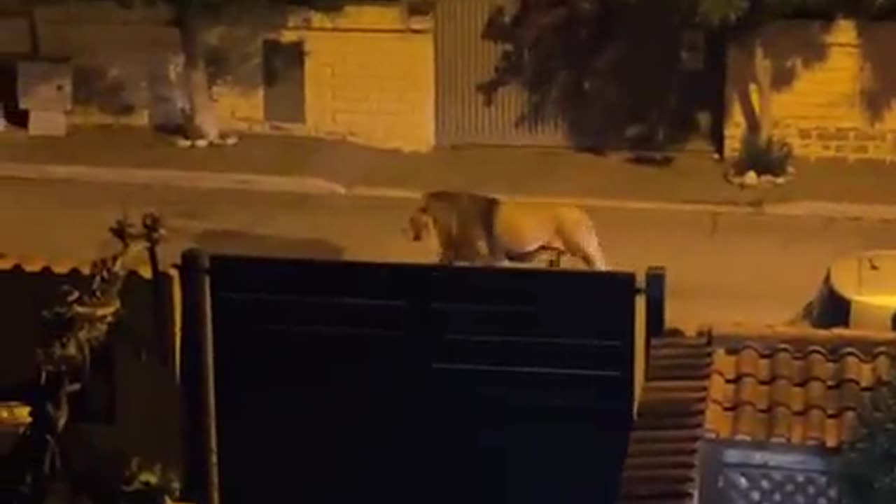 #Italy #Ladispoli People in Ladispoli flee to their cars at the sight of a lion.
