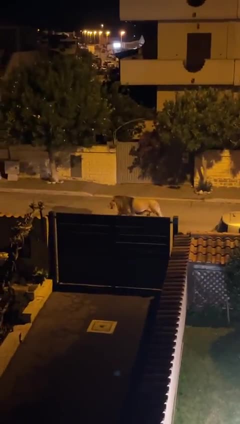 #Italy #Ladispoli People in Ladispoli flee to their cars at the sight of a lion.