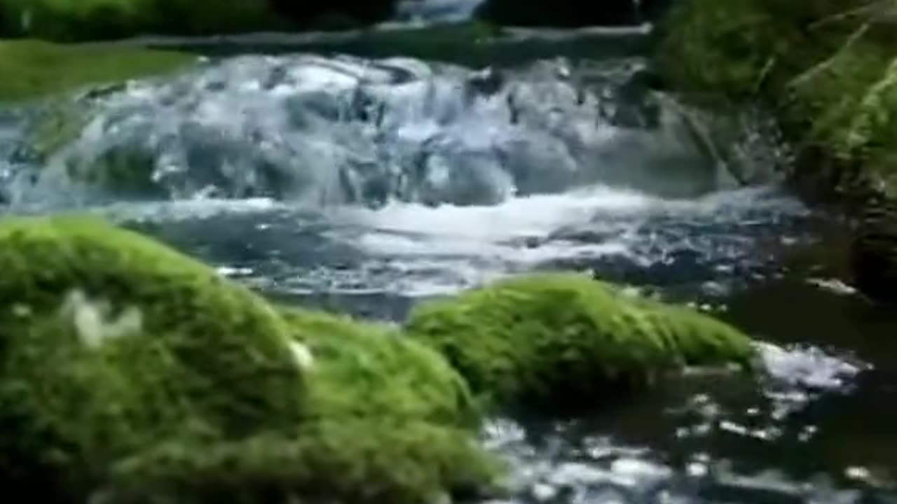 خوبصورت عربی نشید