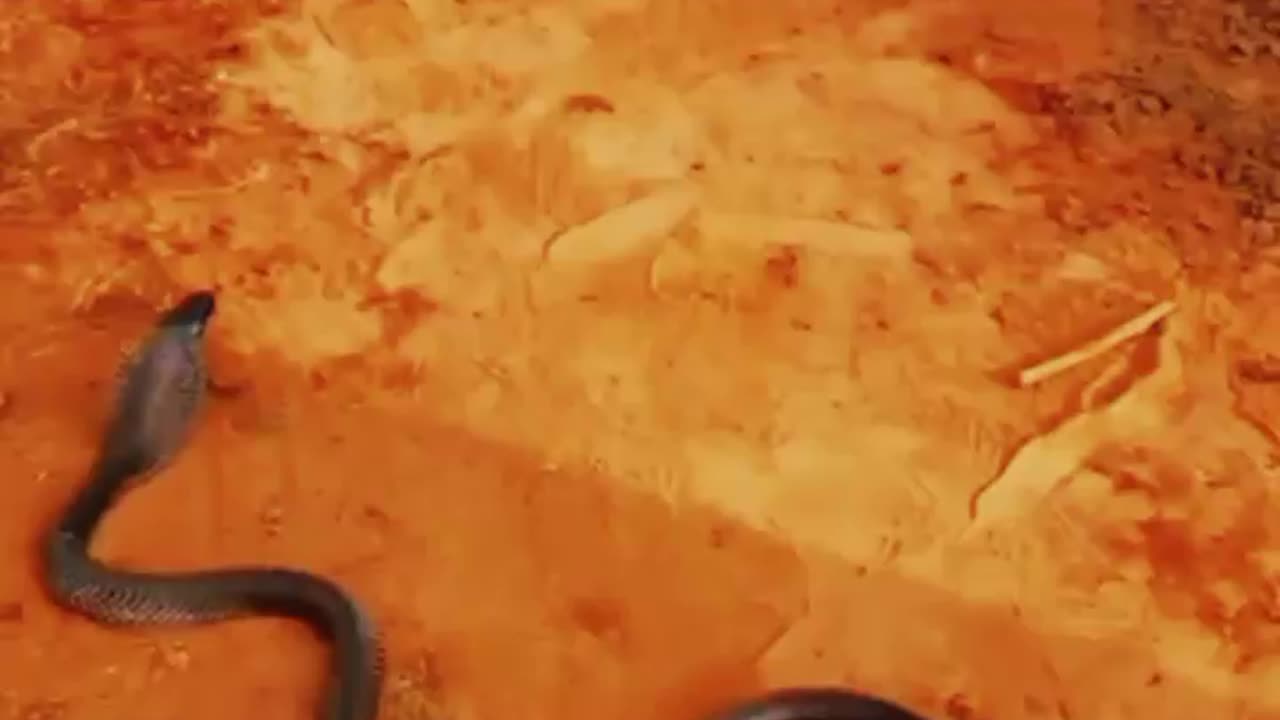 Snake vlog
