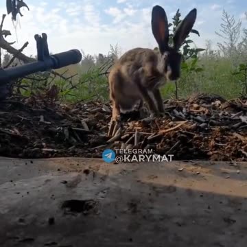 Jack Rabbit Comes to Hang Out.