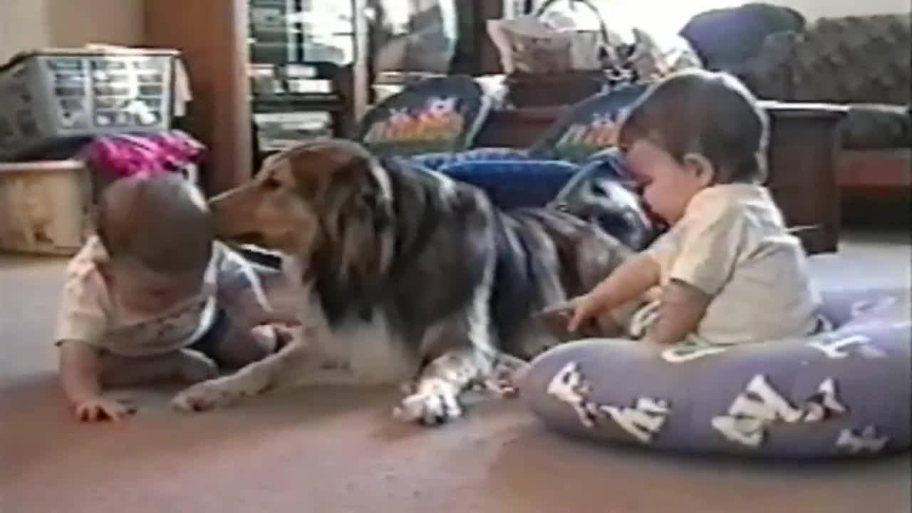 Cute Dogs And Adorable Babies_ Compilation