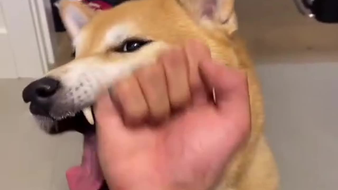 Cuteness Overload: Watch Shiba's Adorable Reaction When Fed