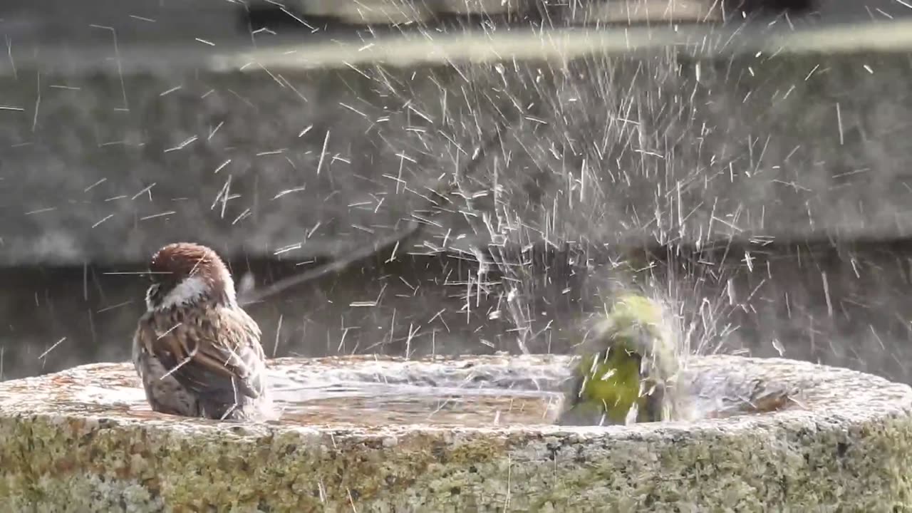 The smallest sparrows bathing