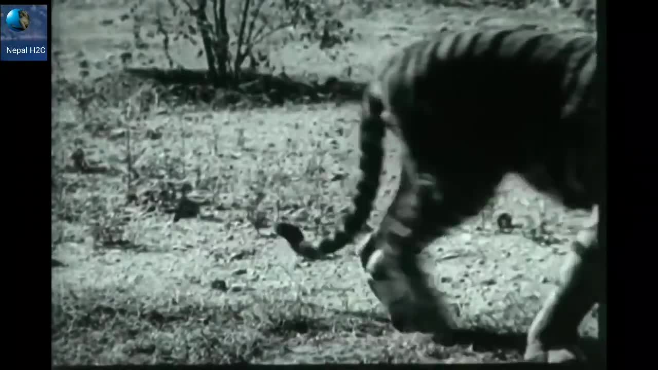 Tiger Vs Lion ; Final Battle Crazy result