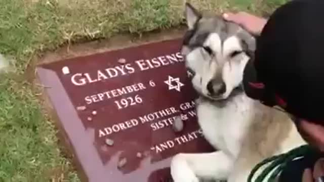 watch this dog crying for his owner died