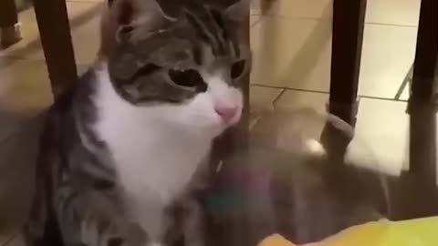 Funny animal video