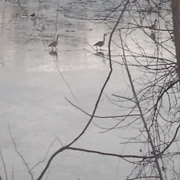 Walking on ice jan 2 part 2