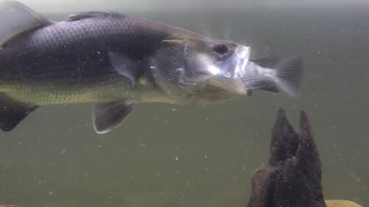 Barra live feeding on talapia