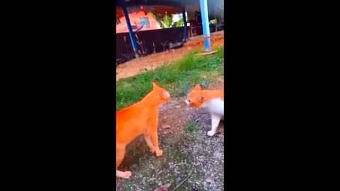 Funniest Cats and Dogs