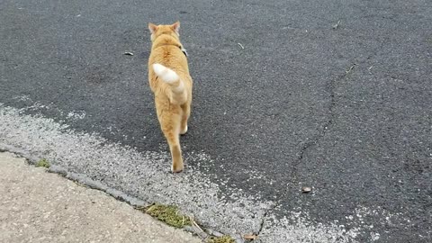 20240903 124131 Ginger Neighborhood Cat, "FlapJack"