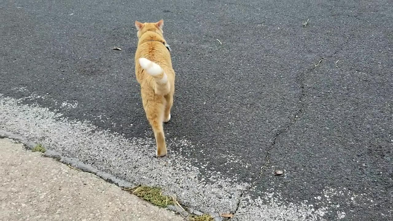 20240903 124131 Ginger Neighborhood Cat, "FlapJack"