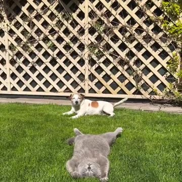 Don't get too caught up in the cats' movements. 🤣