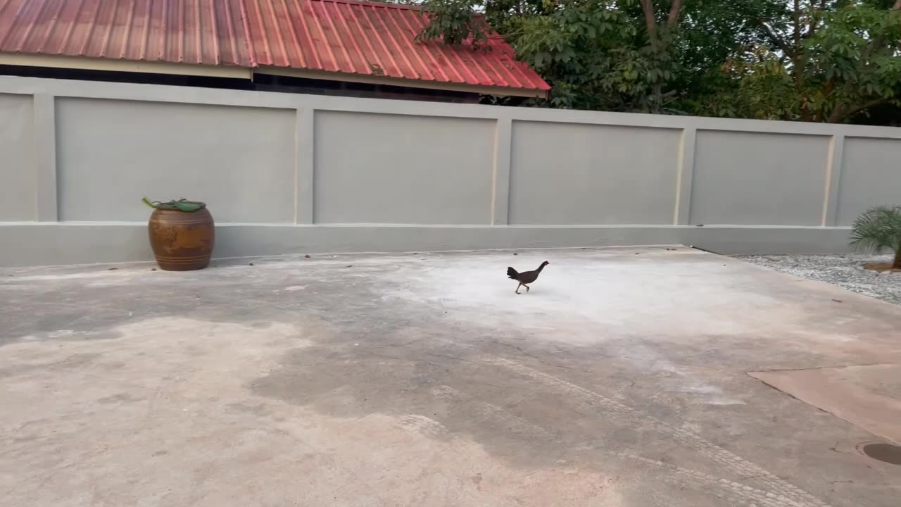 March 17- Chicken Break Out!