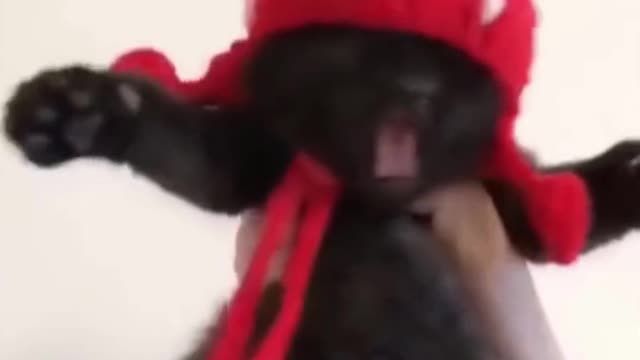 Kittens in hats