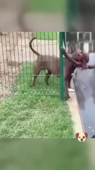 Inteligent Dog #short #shorts #shortsfeed #youtubeshorts #viral #trending #dog #dogs #animals