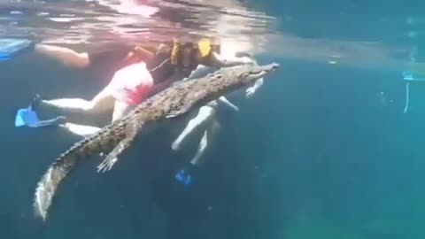 This is a beautiful and charming water-dwelling species