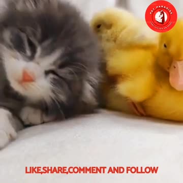 😹🦆🐣"Adorable Trio: Cat, Duckling, and Chicks"🐣🦆😻