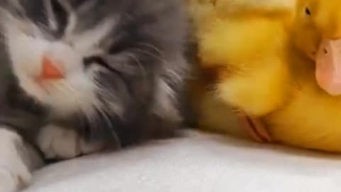 😹🦆🐣"Adorable Trio: Cat, Duckling, and Chicks"🐣🦆😻