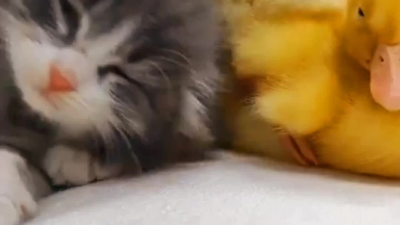 😹🦆🐣"Adorable Trio: Cat, Duckling, and Chicks"🐣🦆😻