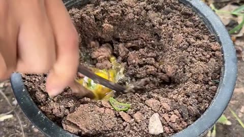 Great! How To Propagate A Guava Tree With Easy Guava Growing Methods!