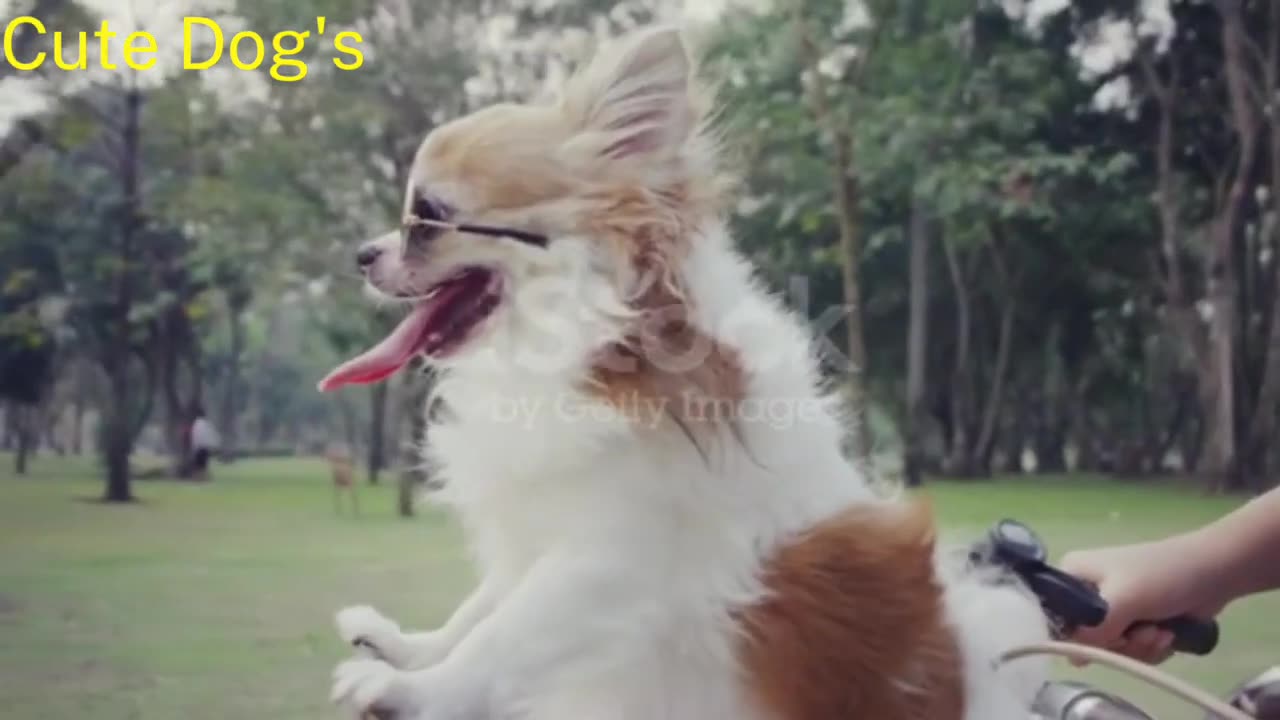 Cute dog 🐶🐕#pets#funny dogs