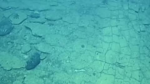 Uncovering Hidden Patterns at the Pacific Ocean's Bottom!